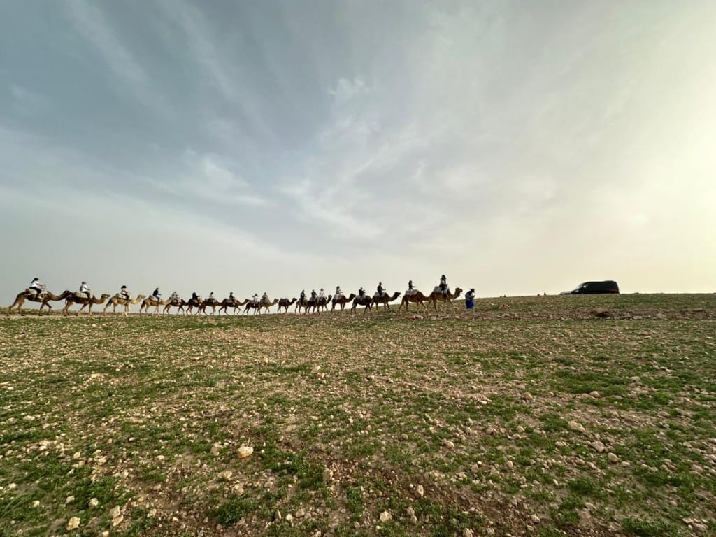 Sahara camel caravan