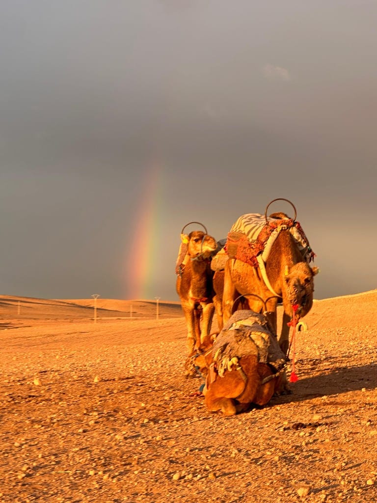 Camels in the Sahara after rain with rainbow
